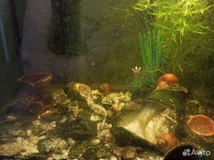 Улитки аквариумные ампулярии