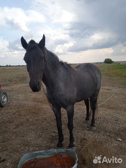 Лошадь и бык