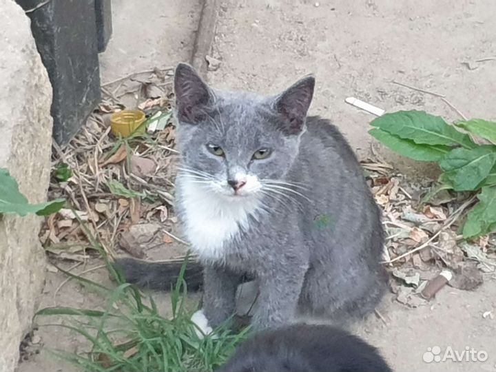 Кошечка в добрые руки