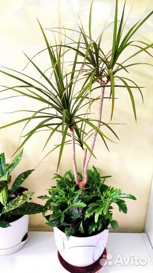 Драцена Маргината