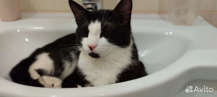 Кошки в добрые руки бесплатно