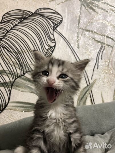 Котенок