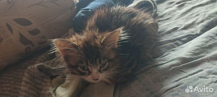 Сос помогите