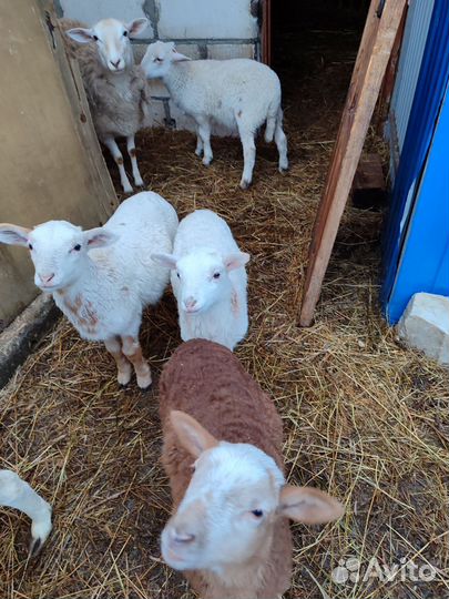 Овцы бараны катумские