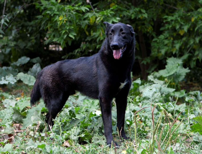 Крис в хорошие руки