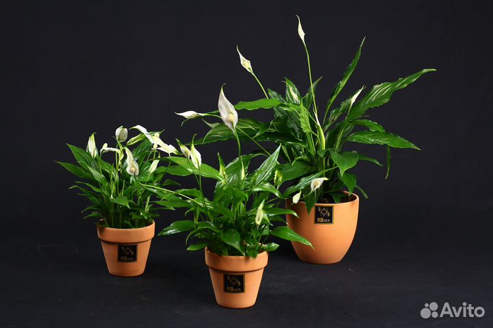 Комнатные домашние растения с доставкой