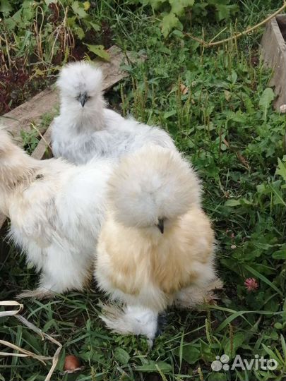 Лакеданзи, Амераукана, Китайские Шелковые