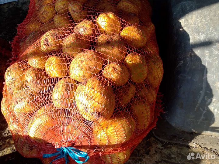 Картофель оптом