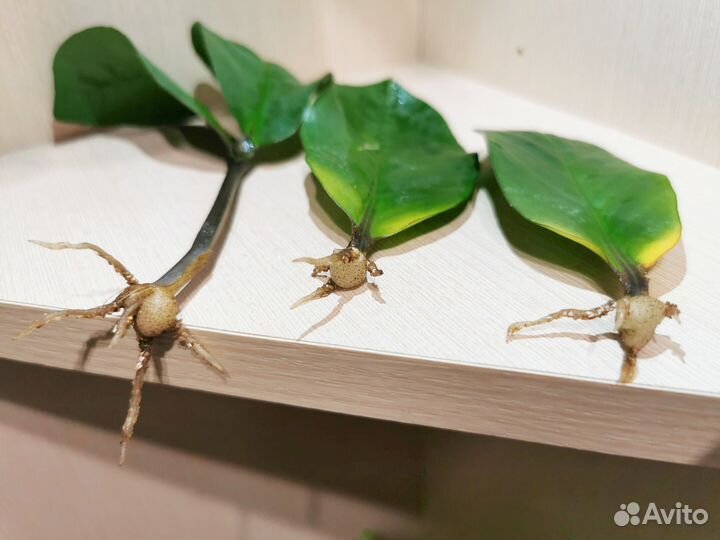 Замиокулькас гигант