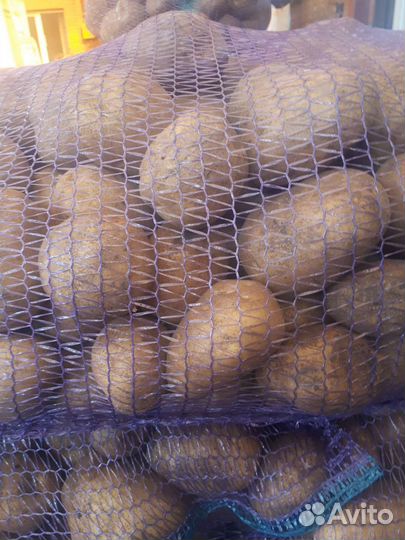 Картофель