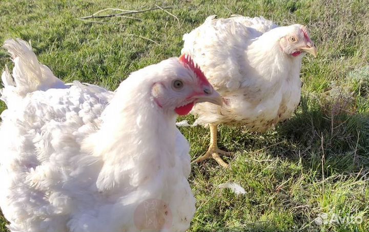 Самая вкусная курица, домашний бройлер. Живой вес
