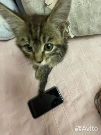 Котенок (девочка)