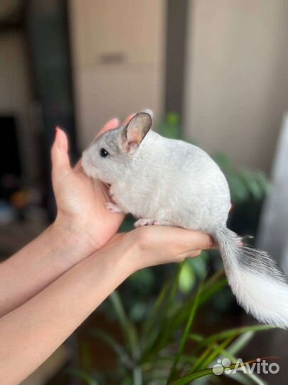 Шиншилла