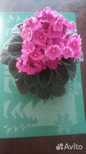 Комнатные цветы фиалки