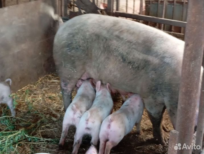 Поросята