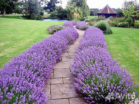 Лаванда английская узколистная