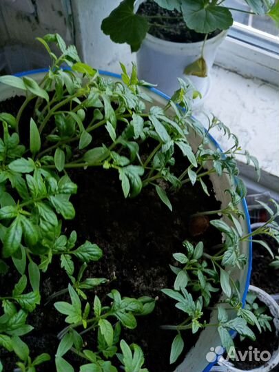 Рассада помидор