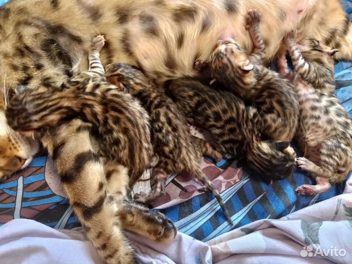 Бенгальские котята