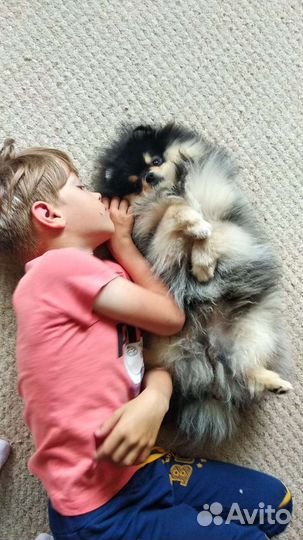 Померанский шпиц