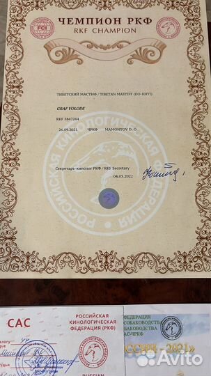 Тибетский мастиф вязка