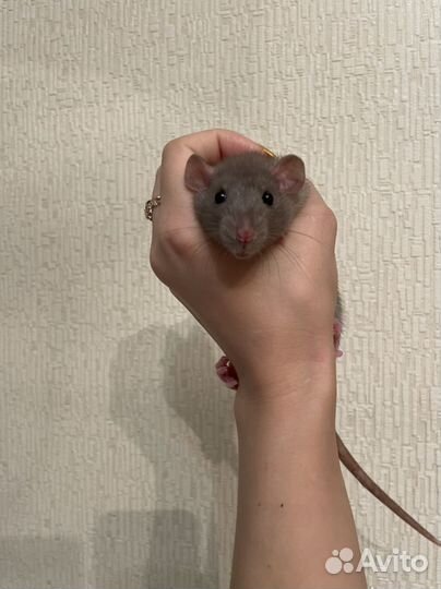 Крысята мальчики дамбо