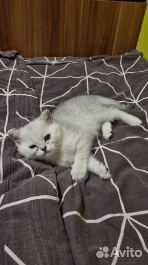 Шотландские прямоухие котята белые