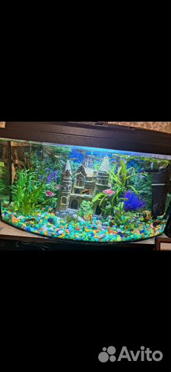 Аквариум с рыбкамии