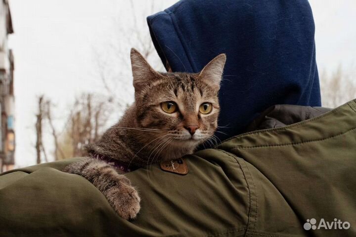 Кот в добрые руки