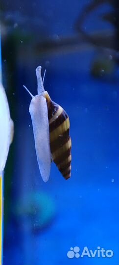 Улитка Хелена