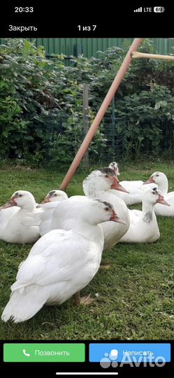 Утята тяжёлая линия. 2-3 недели 250