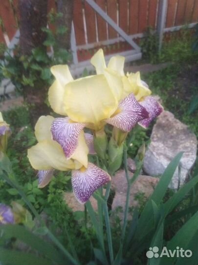 Ирисы