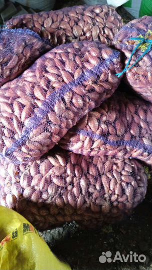 Лук шалот и Рокомболь