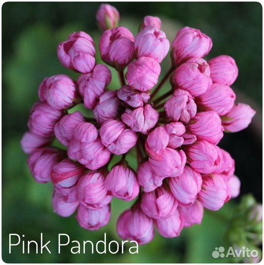 Пеларгонии - розебуды, зонартики, тюльпанки