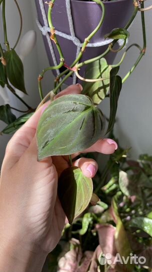 Пеперомия арбузная, фиттония, миканс