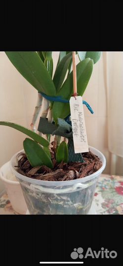 Орхидея каттлея