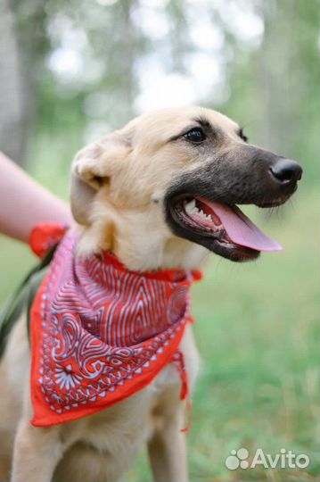 Собака из приюта