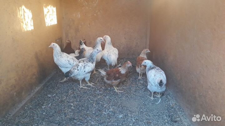 Курочки несушки ник Браун.доминанты.легорн.и.т.д