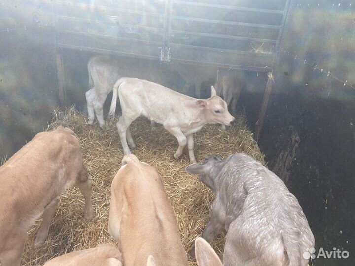 Телята швицкой породы