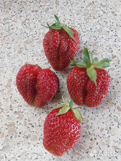 Сажанцы клубники