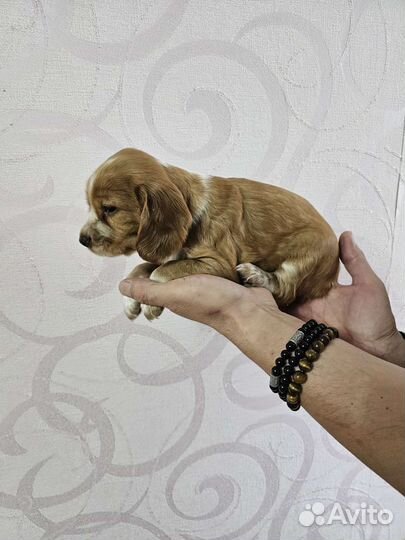 Собака в добрые руки щенок