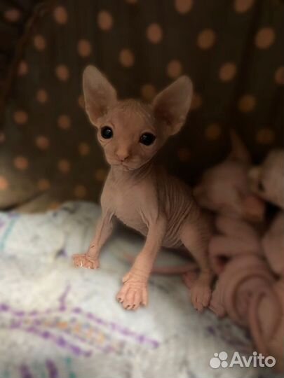Канадский сфинкс котенок