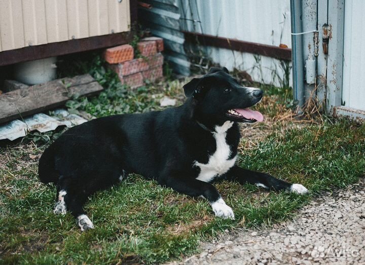 Собака в добрые руки отдам бесплатно
