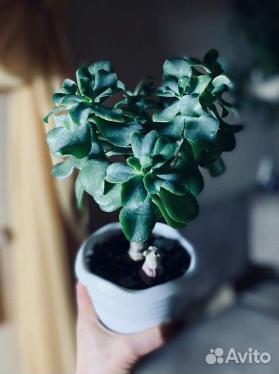 Крассула Коралл, крассула Блю берд (синяя птица)