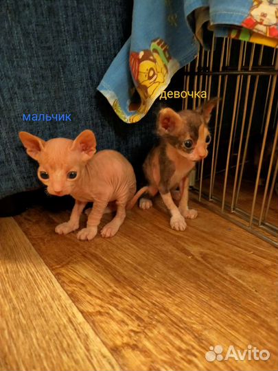 Донской сфинкс котята