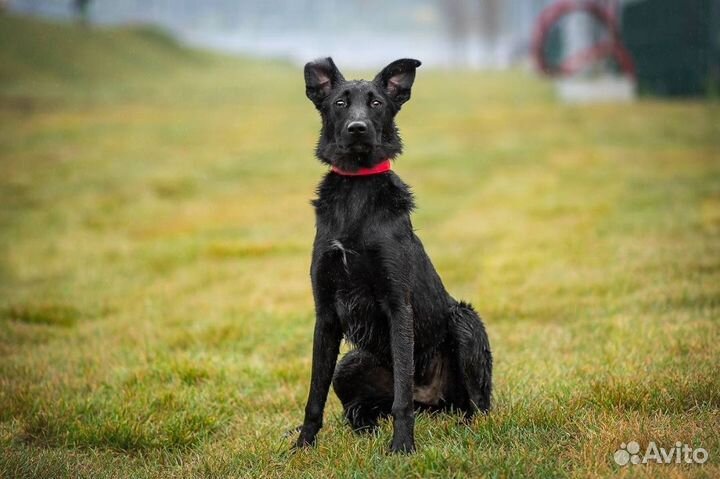 Собака в добрые руки. Эйва