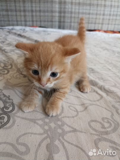 Котики бесплатно в добрые руки
