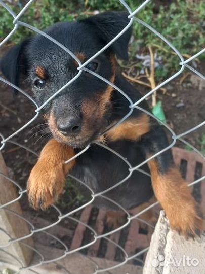 Ягдтерьеры