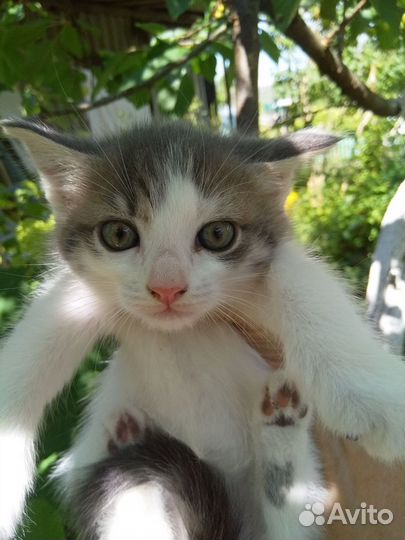 Котята в добрые ручки