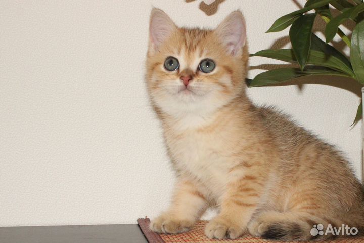 Британская золотая девочка