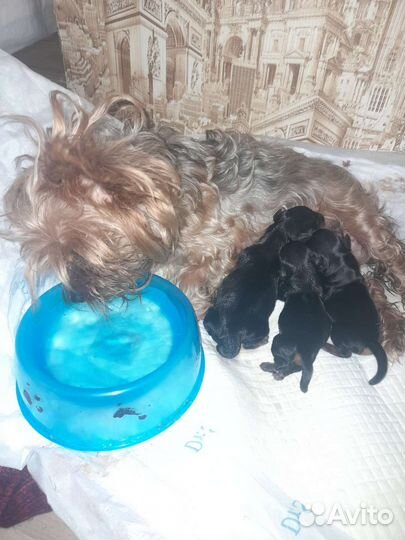 Йоркширский терьер